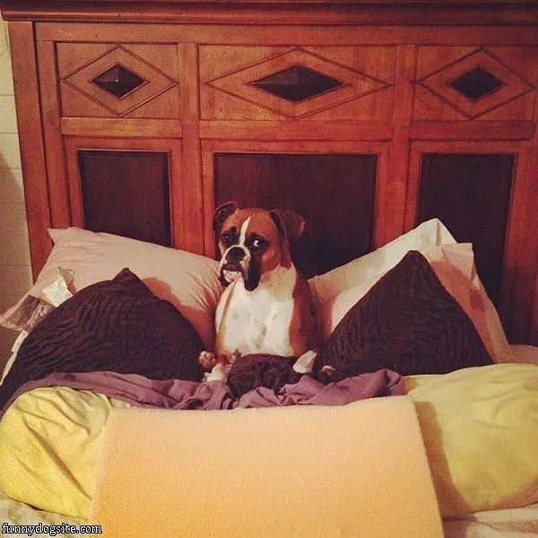 I Need More Pillows
