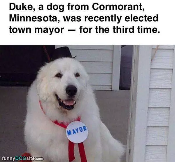 3 Time Mayor