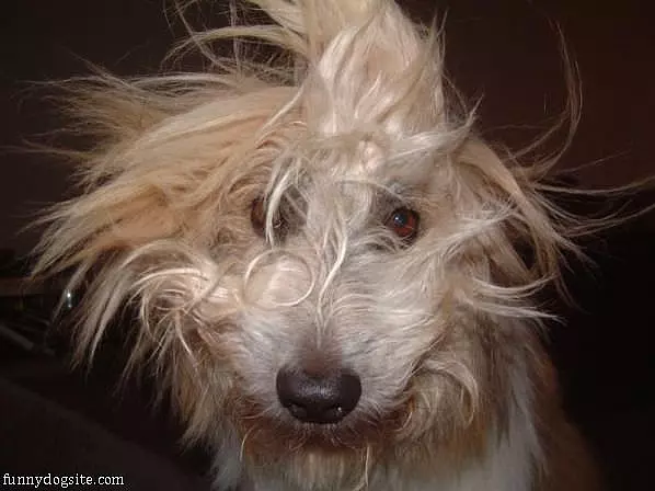 Bedhead