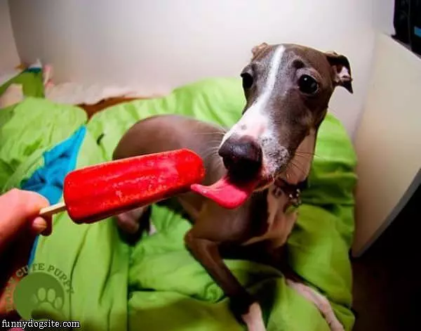 Nom Nom Ice Cream