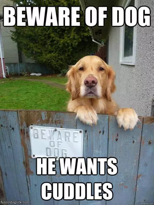 Beware Of Dog
