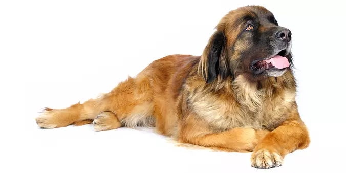 Leonberger