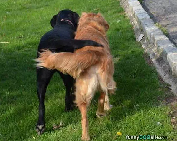 Buddies For Life