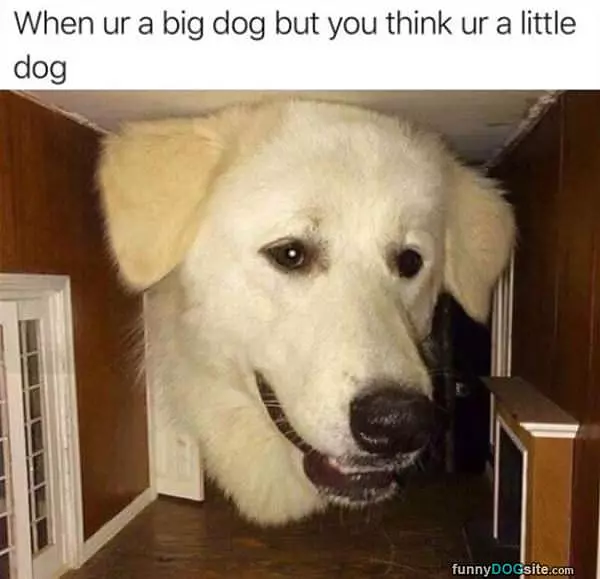 A Big Dog