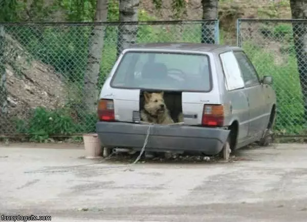 Cool Dog House