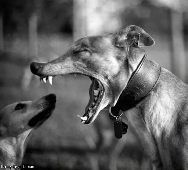 Giant Yawn