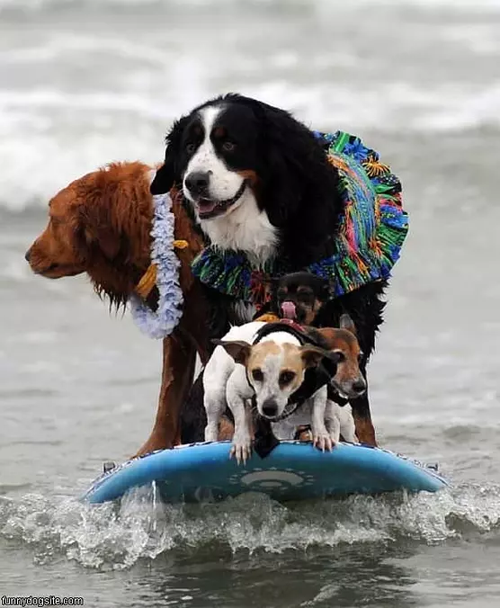Surf Dogs
