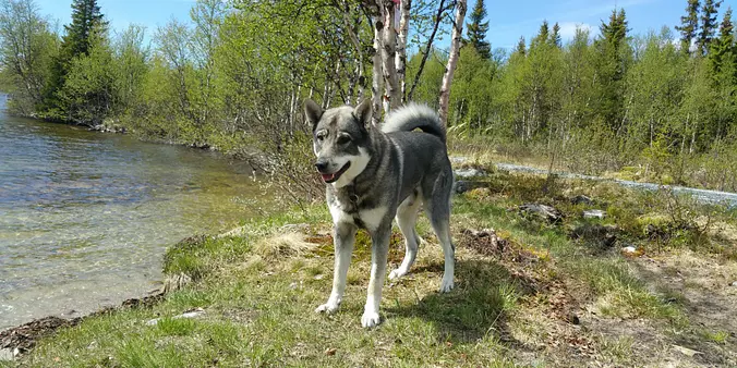 Swedish Vallhund standing b...