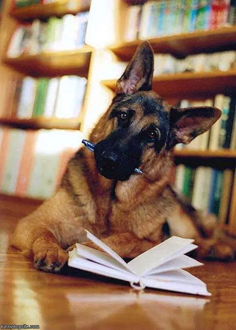 Homework Dog