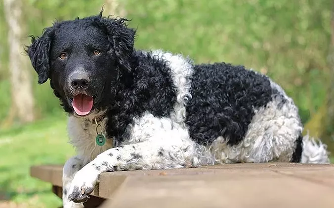 Wetterhoun dog