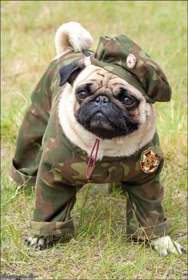 Army Pug