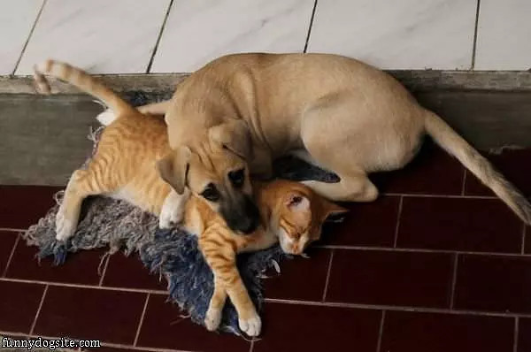 Cat Pillow