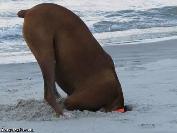 Digging For Something