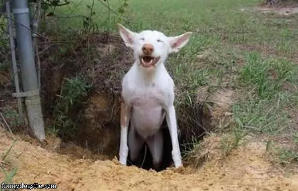 Hahaha I Dug A Hole
