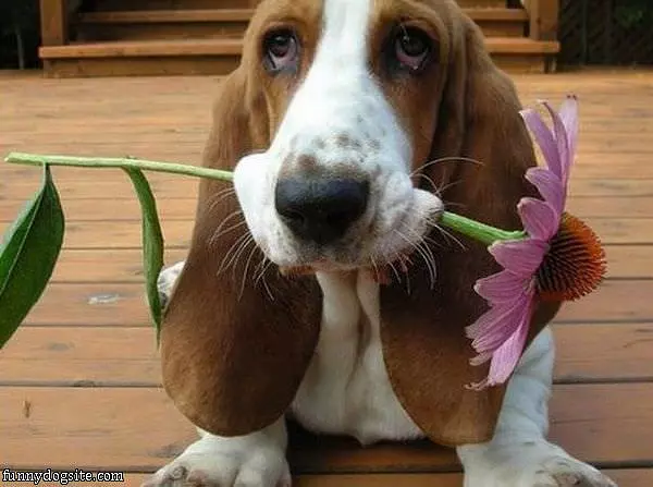 Flower Is For You
