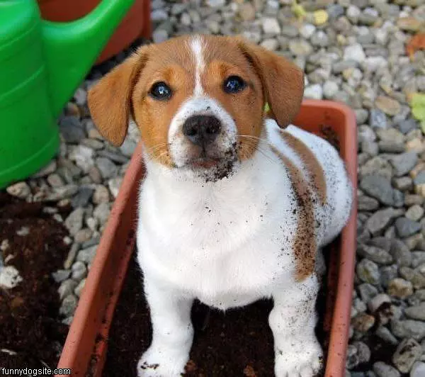 In The Dirt