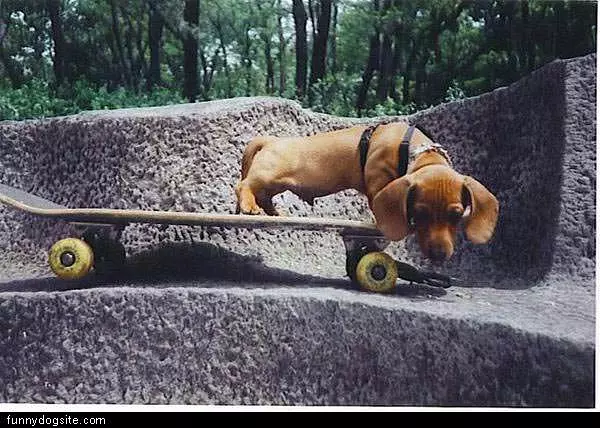 Skateboaring Dog