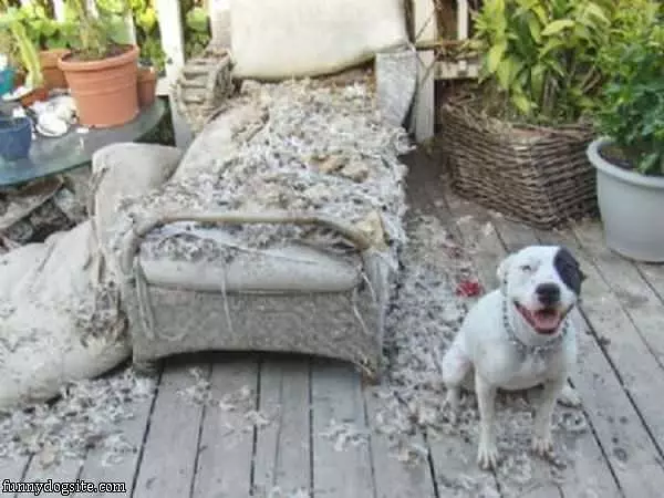 Remodeling Dog