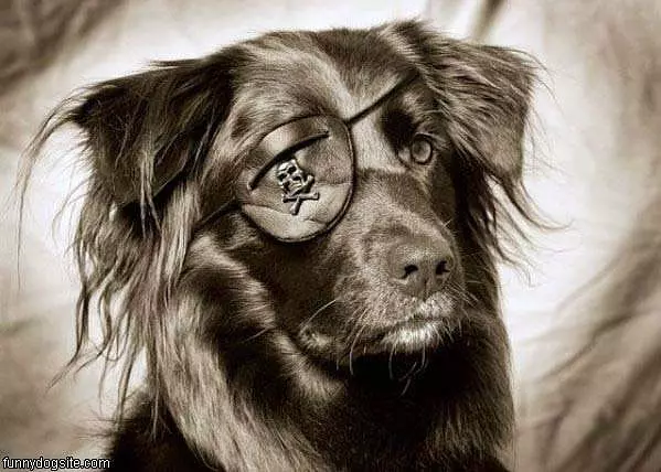 Pirate Dog