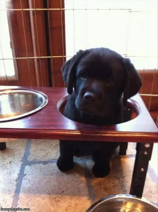 Food Goes Here Please