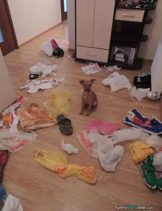 It Was The Cat