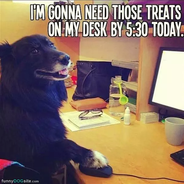 I Need Those Treats