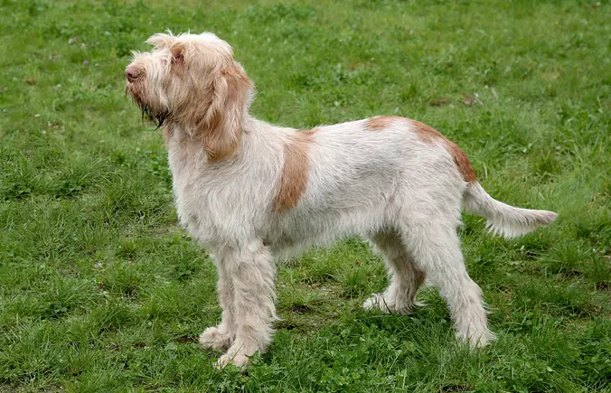 White and brown Spinone Ita...