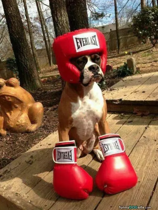 Boxer