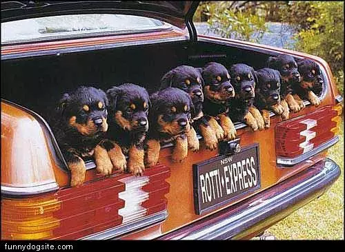 Rotti Express
