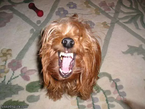 Rar Rar Rar