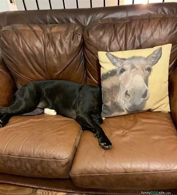Horse Face