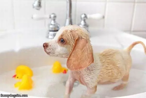 Do I Look Funny After A Bath