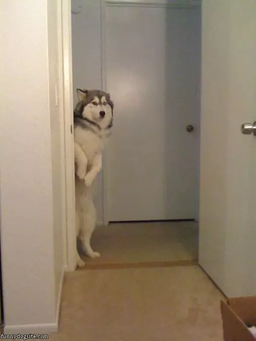 I Didnt Do It