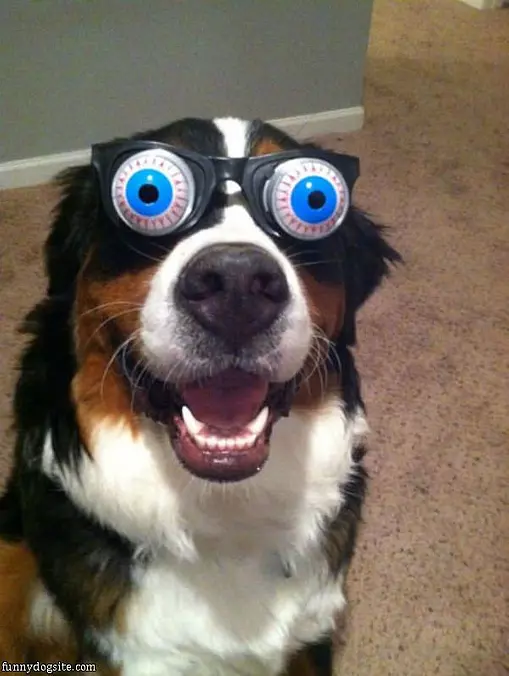 Nice Glasses Dog