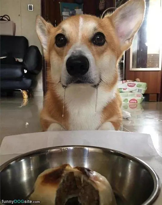 Can I Has A Bite Yet
