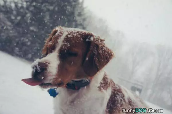 Tasting The Snow