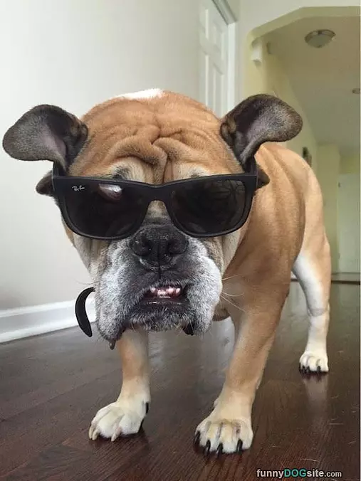 Grrrr My Glasses