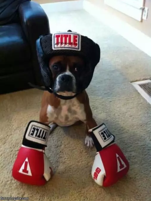 Boxer