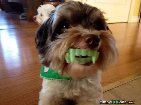 My Grrrrr Face