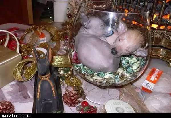Dog Dish