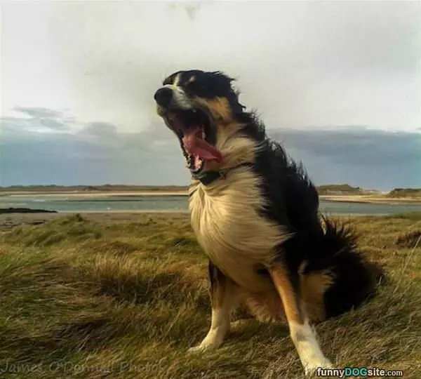 Bite The Wind