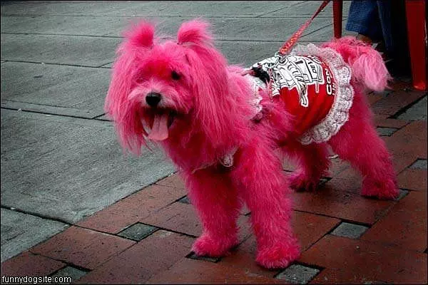 Pink Dog