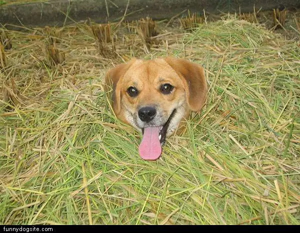 Camo Dog