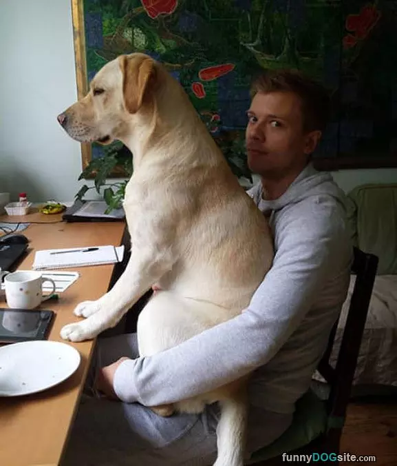 A Little Lap Dog
