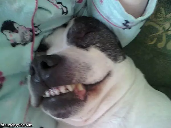 Shiloh The Gremlin