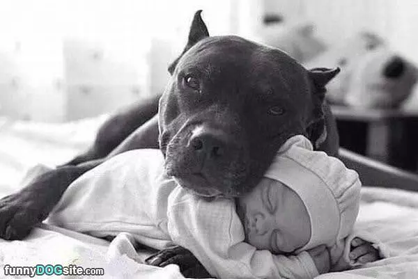 Body Guard