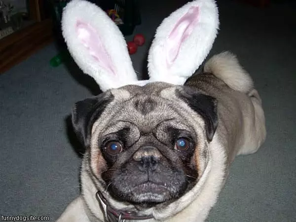 Pugs Bunny