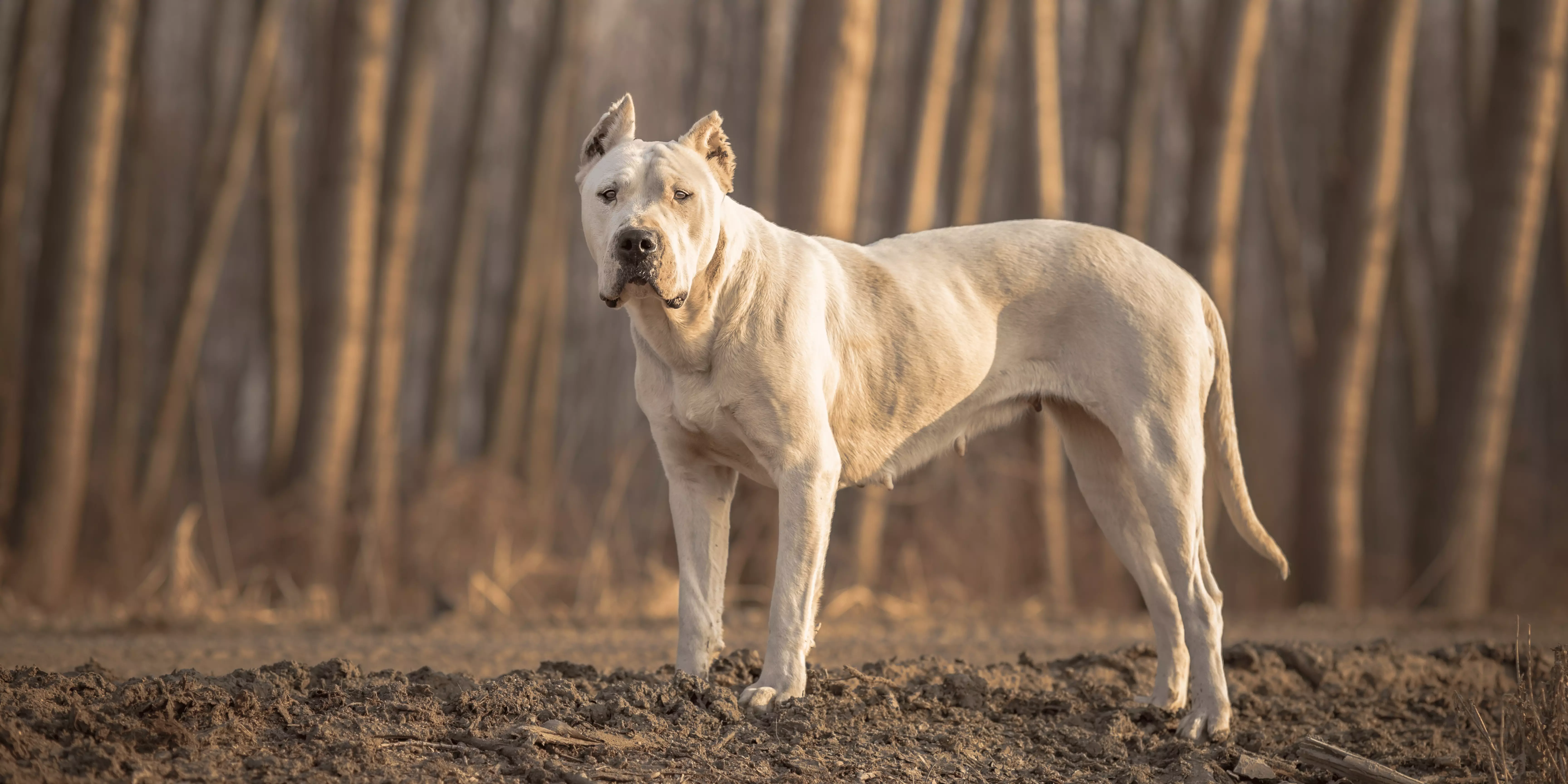 Dogo Argentino