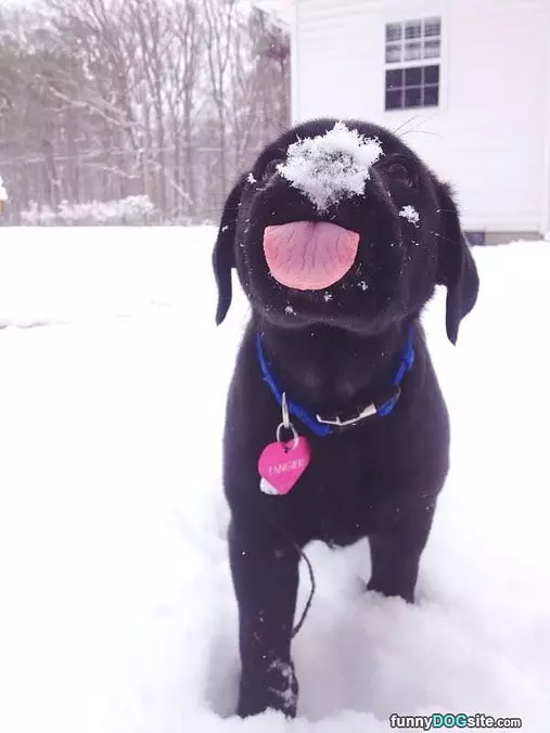 I Want This Snow