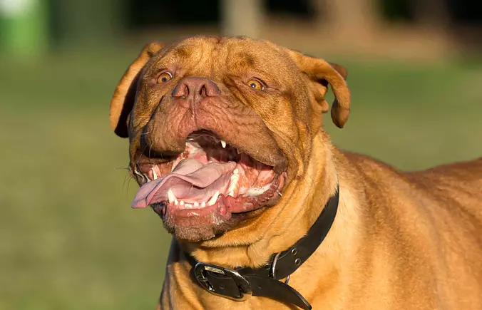 Dogue de Bordeaux smiling